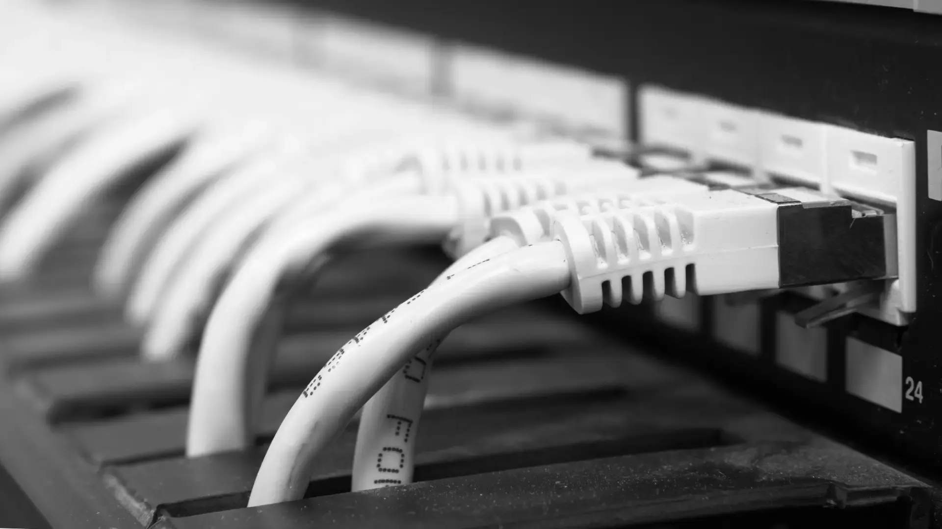 Network patch cables plugged into a rack-mounted data switch
